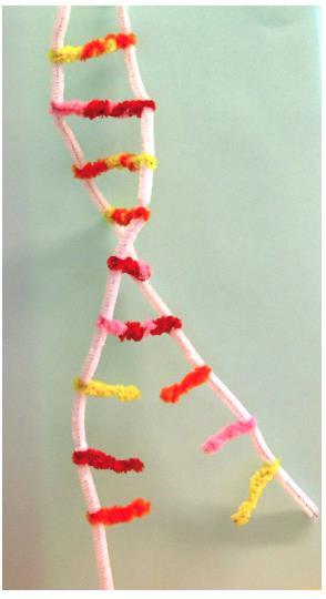 Oppilaan ohje: DNA-malli askartelupunoksesta Värikoodi: valkoinen=