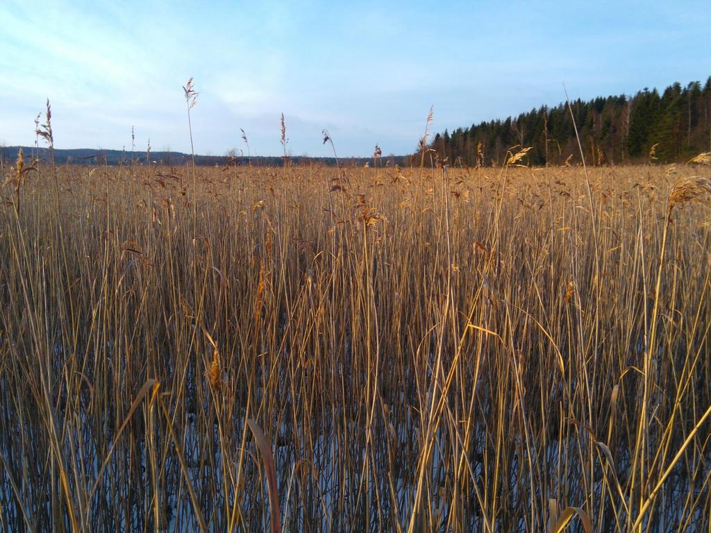 Vesistökunnostusta niittämällä mitä tehdä