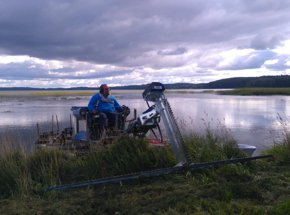 Kesäniitto Ruovikon taannuttaminen: - Tehokkainta kun 1. krt. alkukesästä ennen kukintaa, 2 krt. loppukesällä - Jos 1 krt.