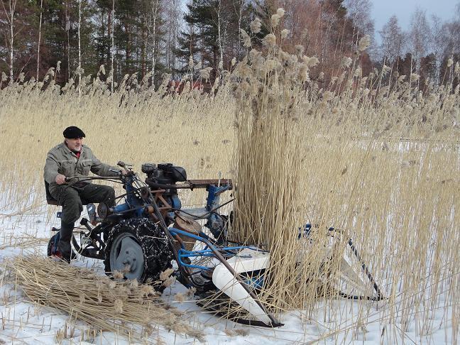 Talviniitto Umpeenkasvun ehkäisy: - Vaikutus ei ole niin taannuttava kuin kesäniitolla, kasvu voi jopa parantua