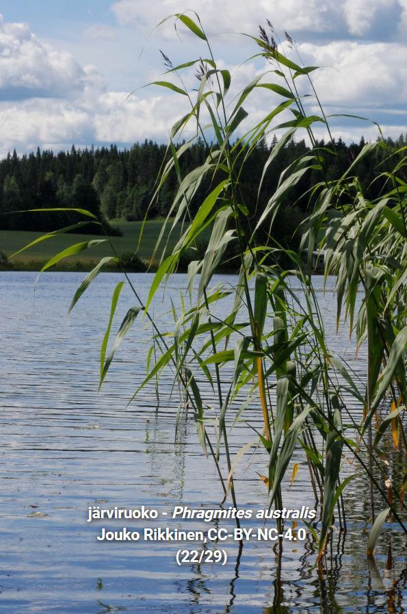 Järviruoko Phragmites australis - Monivuotinen heinäkasvi, voi kasvaa 1-4 metrin mittaiseksi. Laaja juurakko, jonka avulla lisääntyy kasvullisesti. Lisääntyy myös siemenistä.