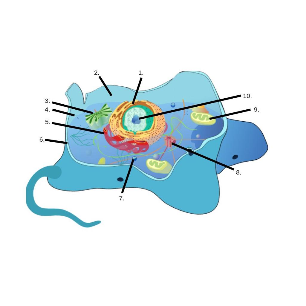 3. Nimeä piirroksen eläinsolun osat 1-10 ja selitä lyhyesti osien 3, 5, 6, 7, 9 ja 10