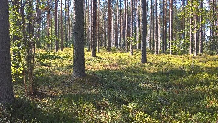 Rakennuspaikat ovat pääosin kuivahkoa puolukka kanerva -kangasta pääasiassa täysi-ikäisellä mäntymetsällä.