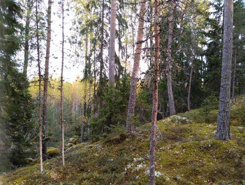 Osassa tutkimuspisteistä oli havaittavissa hiekkakerroksen välissä ohuita silttisiä välikerroksia. Maaperä on paikoin hyvin kivistä / lohkareista jo pintakerroksista lähtien.