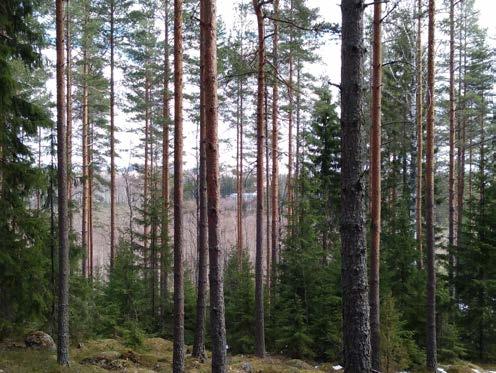 Ote maaperäkartasta. Hiekkamoreeni Kallio Karkea hieta Hiekkamoreeni Pohjavedet Suunnittelualue ei sijaitse pohjavesialueella.