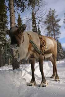Lainion Lumikylä Kelkoilla Lainion Lumikylään Tämä retki suuntautuu Lainion kylään, josta nykyisellään löytyy lumilinna.