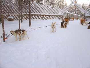 Huskyretket Kelkkasafari huskyfarmille Retki suuntautuu Hannukaisenlammille Ylläs-Huskyn tarhalle. Huskyopas ottaa meidät vastaan ja esittelee sekä tarhan toimintaa että sen satakunta asukasta.