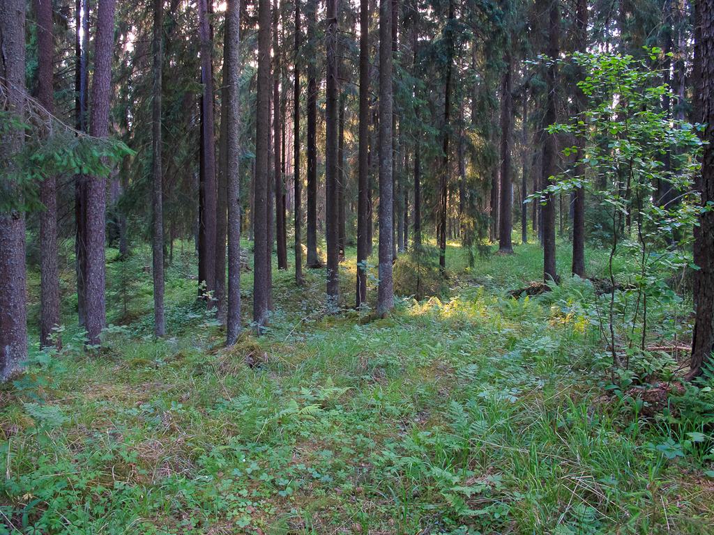 Kuva 2. Alue 14a oli viiksisiippojen mieleen.