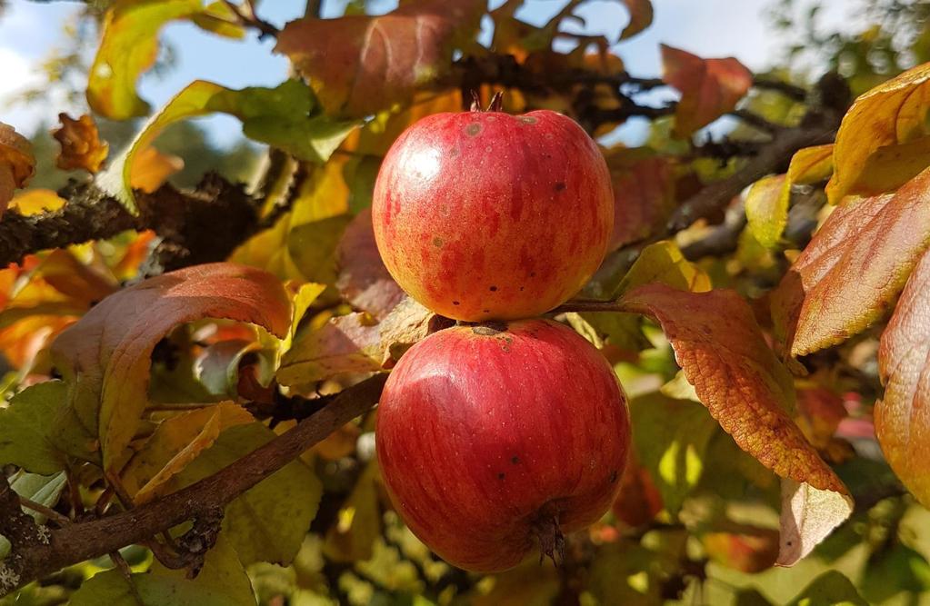Pedagogisia pohdintoja omenapuun juurelta Ratkaisukeskeinen
