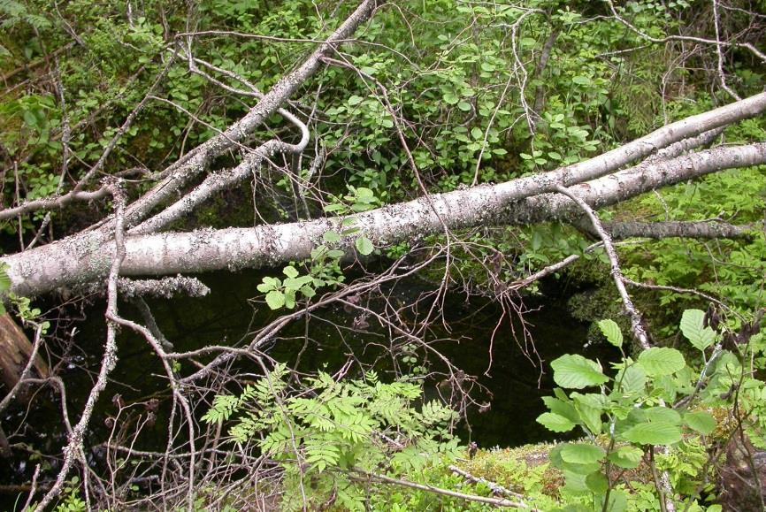 Katajakorven kallioperästä Täkäläinen kallioperä on yleisesti ottaen hyvin karu.