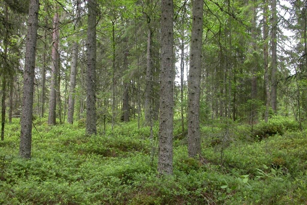 Katajakorven metsänvartijoina toimi kaksi kyytä, joista toinen kuvassa.