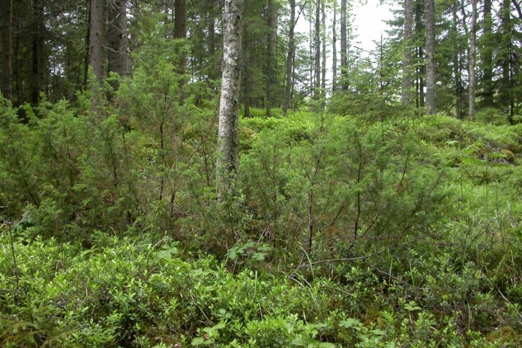 Katajakorven läpi kulkee lähes pohjois-eteläsuuntainen kallioinen mäki.