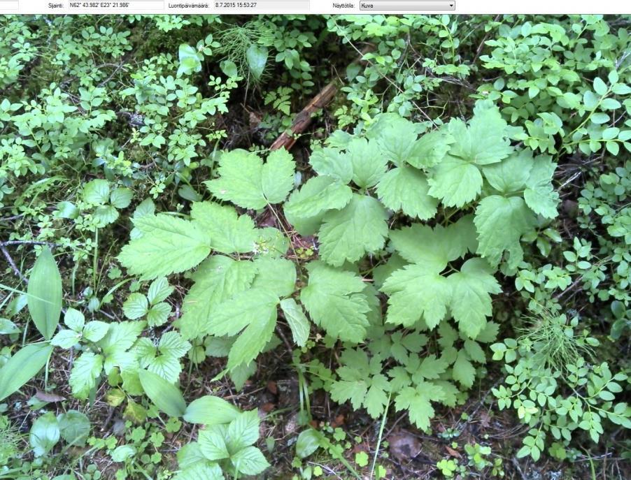 Metsän pensaskerros muodostuu seuraavista lajeista: pihlaja, kataja, raita, lehtokuusama ja näsiä. Paikoin kasvaa myös metsäruusua sekä musta- ja puhaherukkaa.