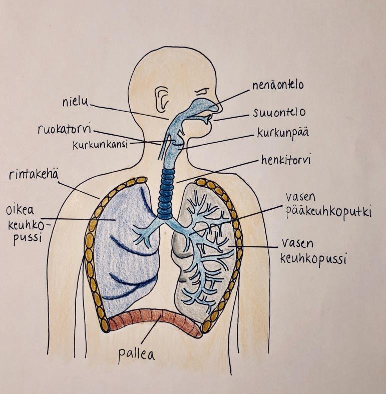 8 3.1 Hengitys Hengityselimistö jaetaan anatomisesti ylä ja alahengitysteihin. Ylähengitysteihin kuuluu nenä sivuonteloineen, suuontelo ja nenänielu sekä kurkunpää.