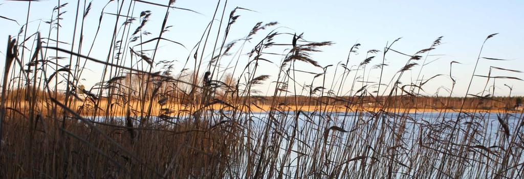 Järviruokoa peltoon Järviruoko on vedessä ja rannalla kasvava suuri heinäkasvi.