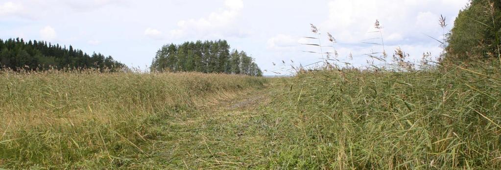 Kesäruokoa vai talviruokoa? Järviruoko niitetään vesistöistä yleensä loppukesällä, kun ruovikkoa hyödyntävien lintujen pesintä on ohitse.