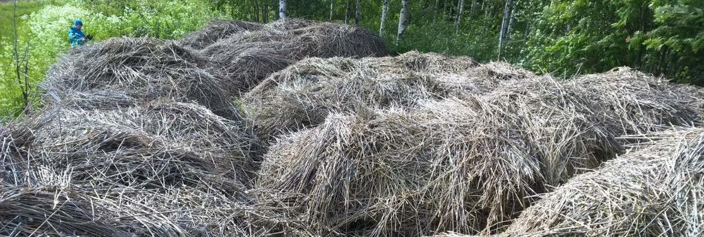 Pellon laidassa kompostoituvaa järviruokoa Miten järviruokoa voi käyttää maataloudessa? Maanparannusaineena: Kesäruoko ruoko voidaan käyttää pellossa silputtuna tai kompostoituna sellaisenaan.