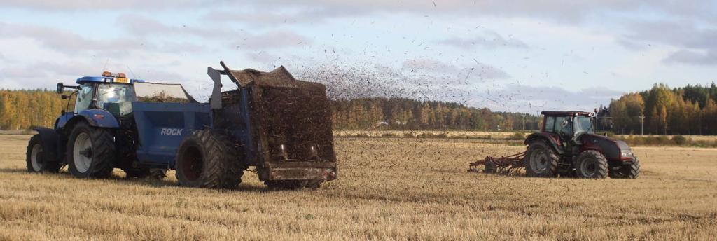 Vuoden vanhaa ruokomassaa levitetään kuivalannan tarkkuuslevittimellä, ennen sen muokkausta peltoon.