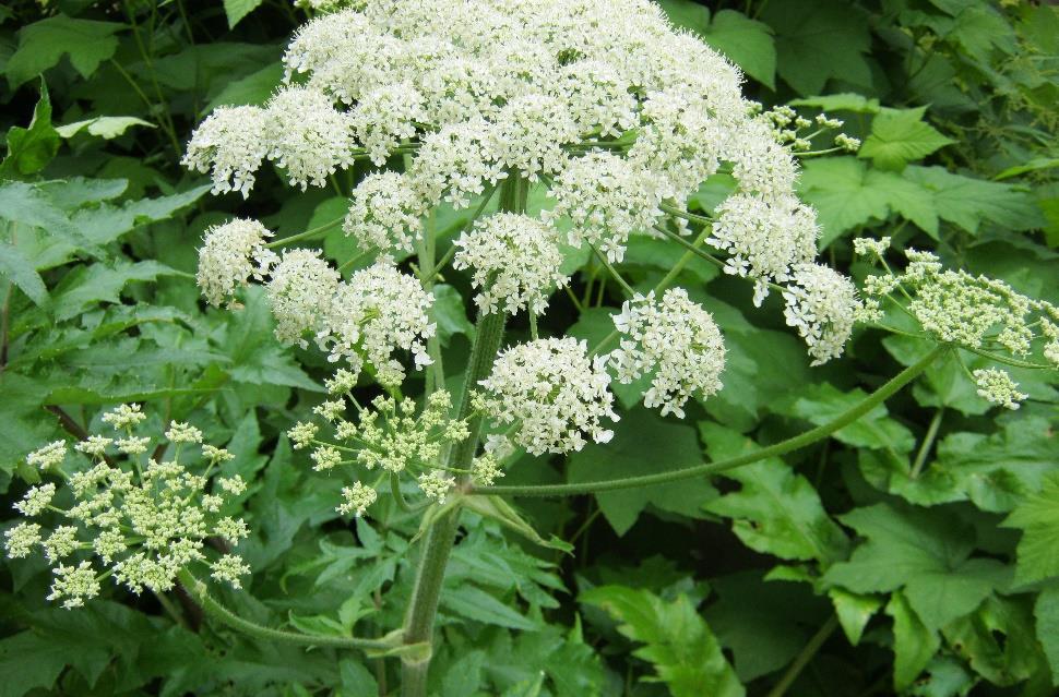 Jättiputki (Heracleum sp.) Jättiputkia on Suomessa kolme lajia: kaukasianjättiputki (Heracleum mantegazzianum), persianjättiputki (H. persicum) ja armenianjättiputki (H. sosnowskyi).