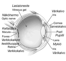 8 3.1 Kaihi ja kaihimuutokset aikuisella Silmämuna sijaitsee kallon silmäkuopassa ja sen koko on halkaisijaltaan 2,5 senttimetriä.