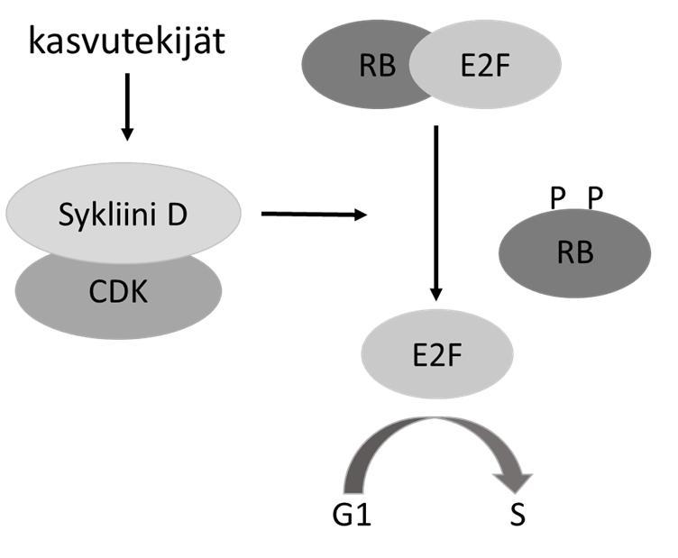 Nimi 3. c) Sykliinit ovat proteiineja, joita ilmennetään solusyklin eri vaiheissa ja joilla on keskeinen rooli solusyklin etenemisen säätelyssä. Oheisessa kaavakuvassa on esitetty n.