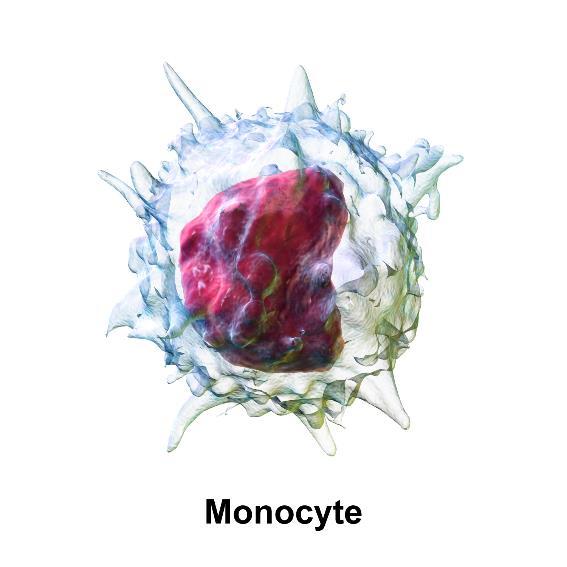 löydyttyä. 2. Fagosytoosi: monosyytit ja granulosyytit solusyövät taudinaiheuttajia. 3.