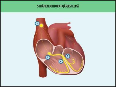 LIITE 1 2 SYDÄMEN SÄHKÖINEN TOIMINTA Sydämen impulssin-johtoratajärjestelmä tarkoittaa niitä sydämen osia, jotka tuottavat ja vievät sydämeen supistumista aikaansaavia sähköisiä impulsseja.