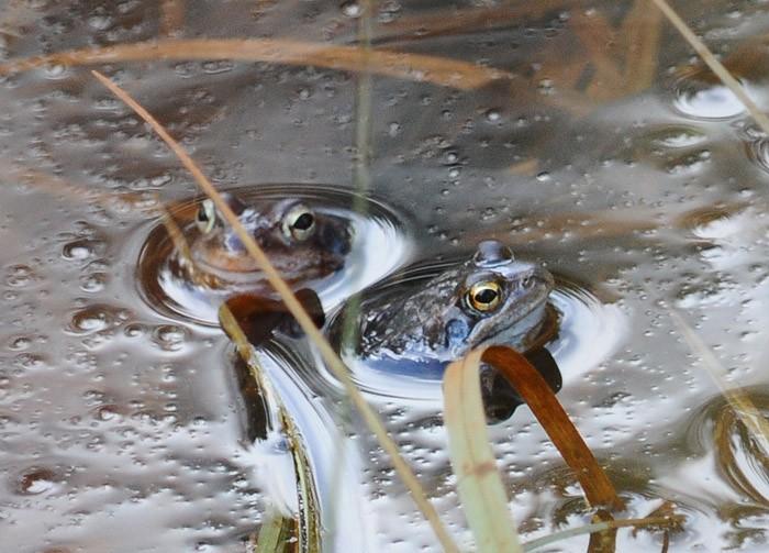 Pyhäjärven Lampisuonlampien