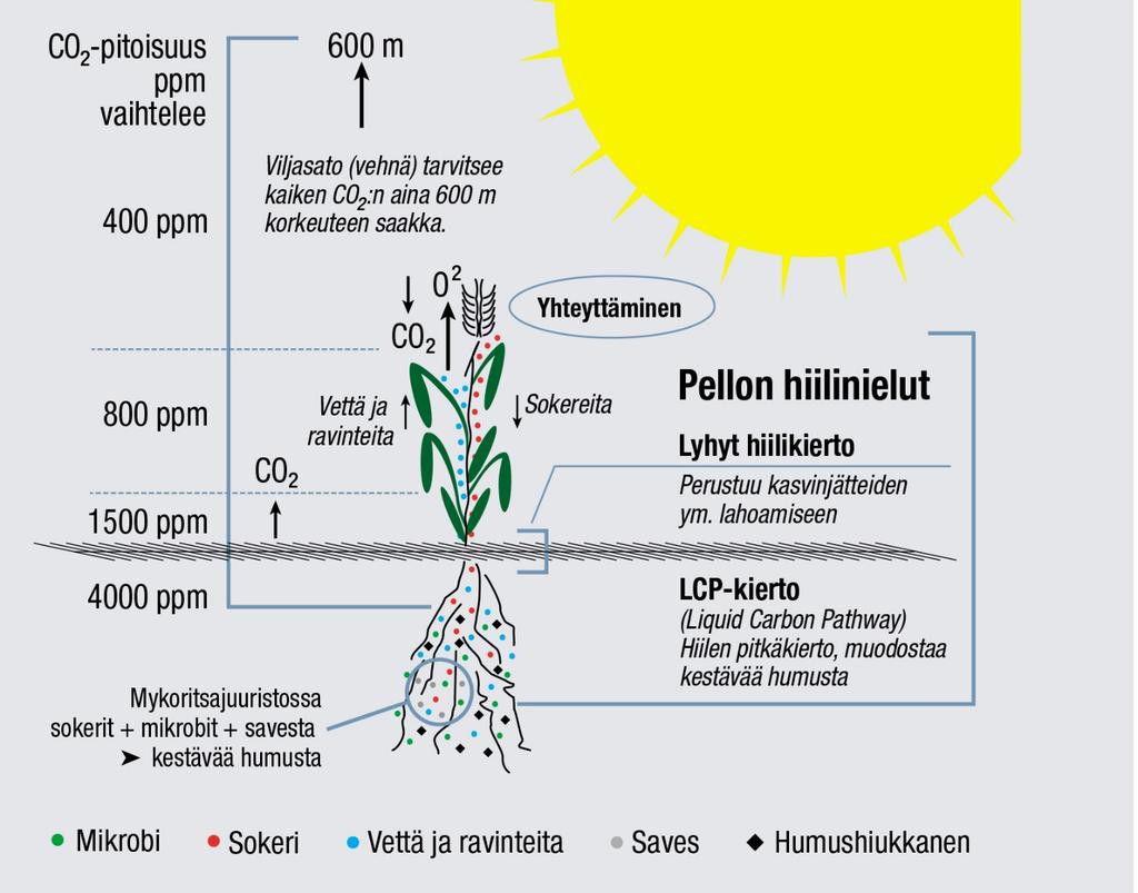 8. Pellon hiilinielut, eli miten maaperään saadaan kartutettua hiiltä luontaisesti osana kasvien yhteyttämisprosessia.