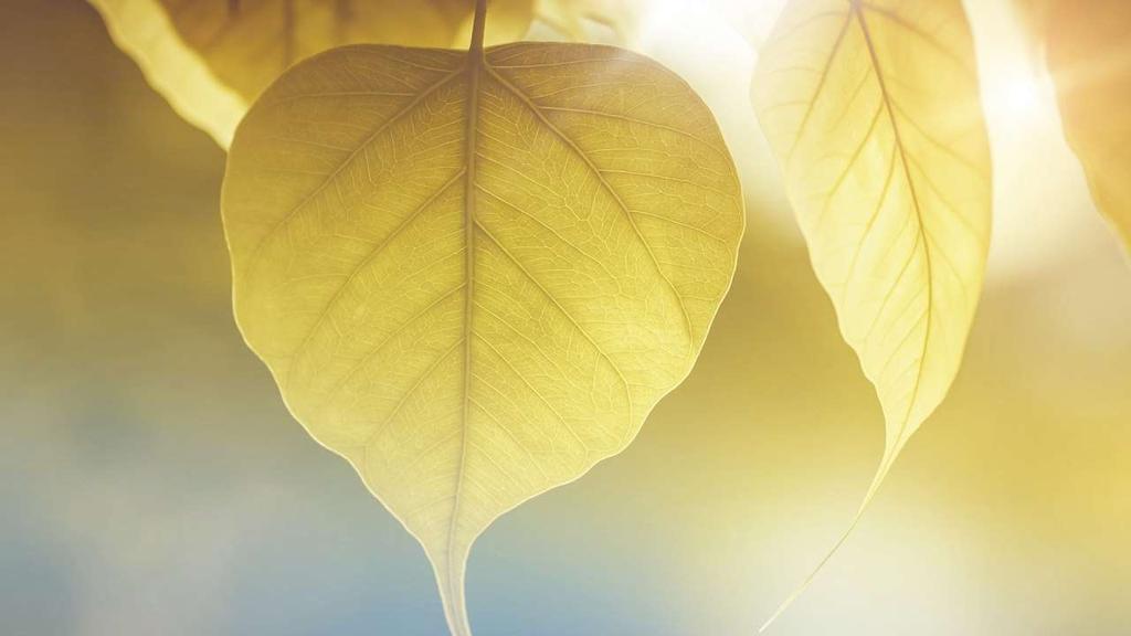 Toimintakulut palveluittain 2018 Avohoidon palvelut 54,4 M Kasvu +9 /asukas Kasvu +31 /asukas Perusopetus 102,4 M Kasvu +13 /asukas 28,6 M -3