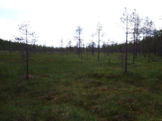 rämeellä. Kuvattu länteen.