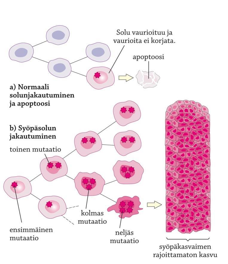 Kasvunrajoitegeenit hillitsevät solun jakaantumista tai pysäyttävät se kokonaan esim.