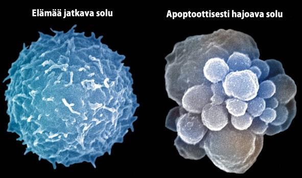 Geenien ohjaamassa apoptoosissa solun osat pakataan, ja hajotetaan