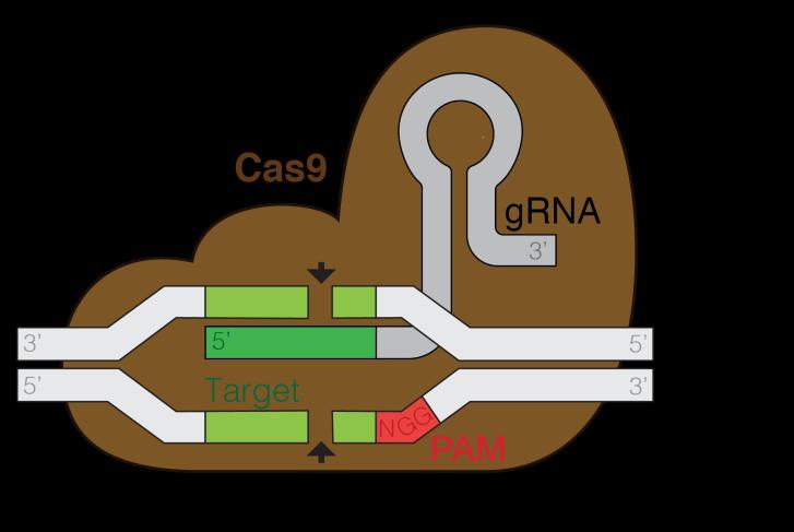 CRISPR - geenisakset Clustered Regularly-Interspaced Short