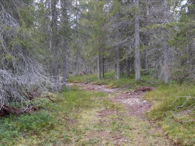 Vaikutukset eri väestöryhmien toimintamahdollisuuksiin lähiympäristössä Vapaa liikkumismahdollisuus vähenee hieman kaavan toteuduttua, ei kuitenkaan merkittävästi.