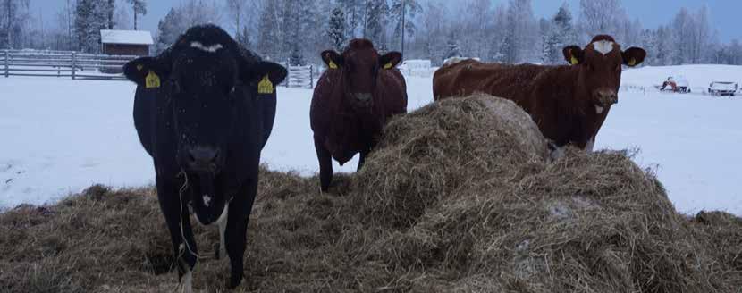 Paras tulos KM-rehun rasvalla KM-pitoisuusrehuissa fraktioitua rasvaa Lantmännen Feedin Maituri 14 000 rehuissa, Opti-sarjan pitoisuusrehuissa sekä Benemilkeissä on maidon rasvapitoisuutta kohottavia