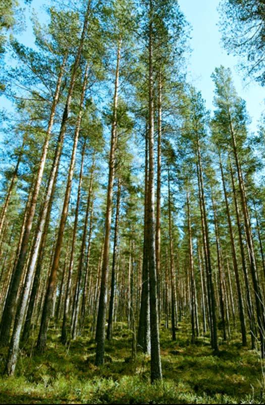 Vaikutus puun laatuun Ajoitus: ensiharvennusvaiheen jälkeen lannoitus ei lisää puiden oksikkuutta Latvuston tuuheneminen lisää rungon alaosan varjostusta Voi nopeuttaa tyvitukin
