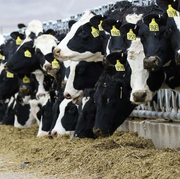 Eläintilat + Kosteusvähennys -20 /tn välitön säästö tuoreviljan ostamisessa + Helppo tapa ostaa viljaa: A-Rehu hoitaa viljan ostoon liittyvän työn, logistiikan, laadun määrityksen ja