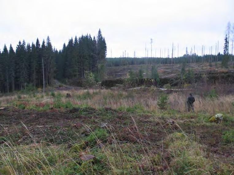 Taimien kasvu hidasta peitteisyyteen ei