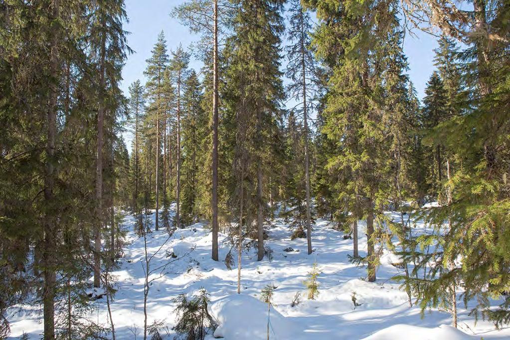 Taimettuminen ja taimidynamiikka Eri-ikäismetsä taimettuuko, kehittyykö alikasvosreservi? paljonko taimia tarvitaan?