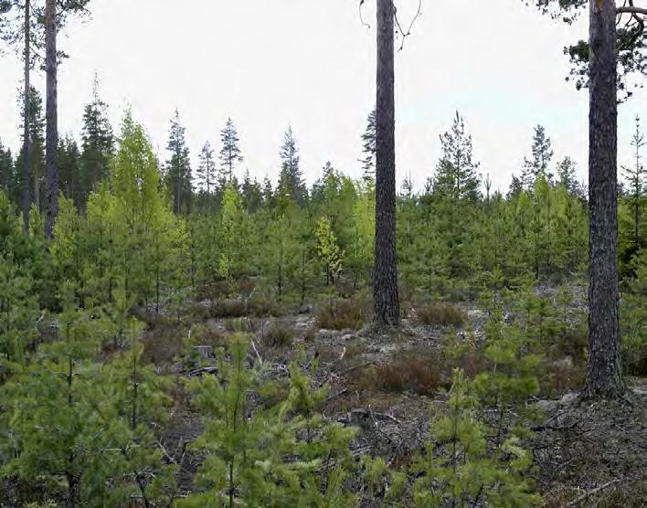 Erirakenteismetsän uudistuminen ja alikasvosreservi männiköissä Riittävän harvana kasvattamalla mäntykin