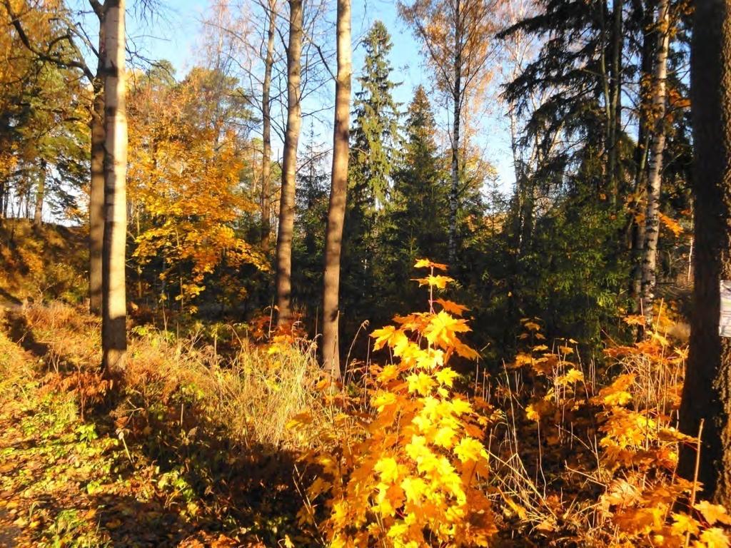 Erirakenteisen lehtipuuvaltaisen metsän uudistuminen Riittävän harvaksi hakkaamalla voisi toimia,