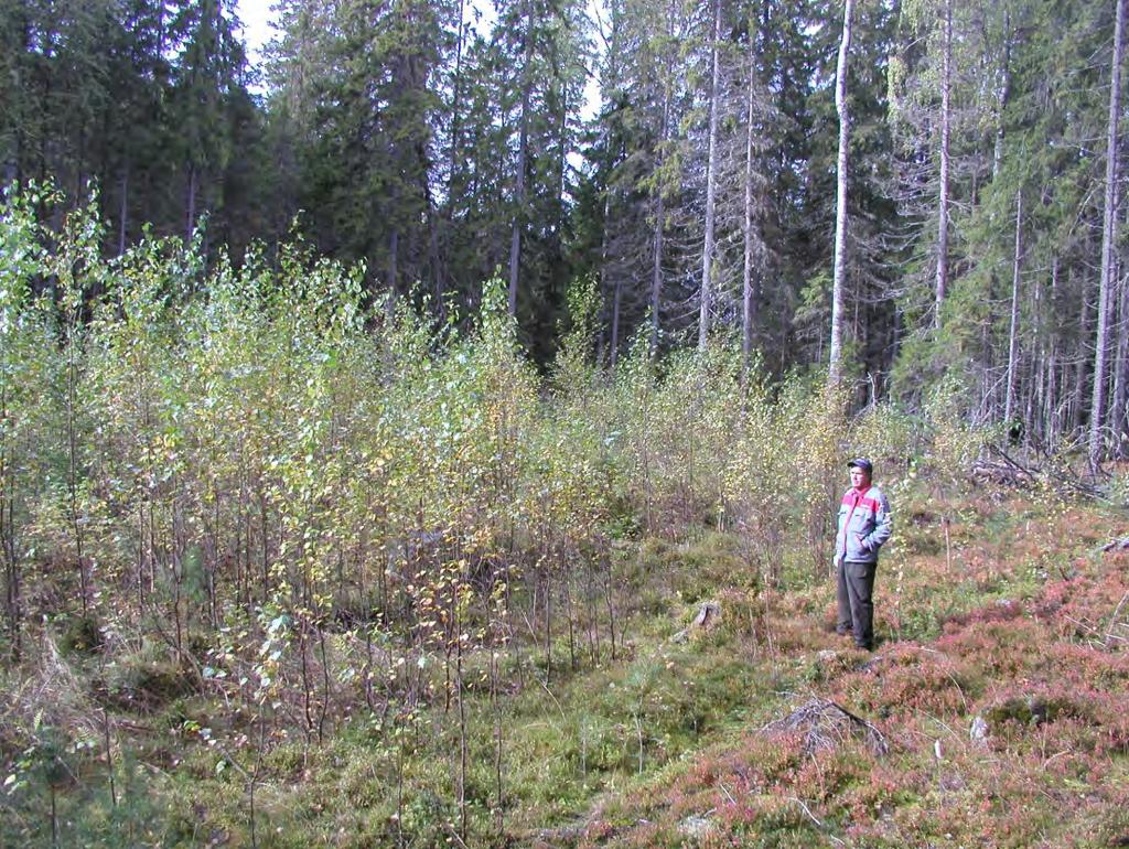 Pienaukkojen reunametsällä voimakas vaikutus reunassa vähemmän heinää ja pusikkoa, enemmän kuusen taimia reunassa hyvin