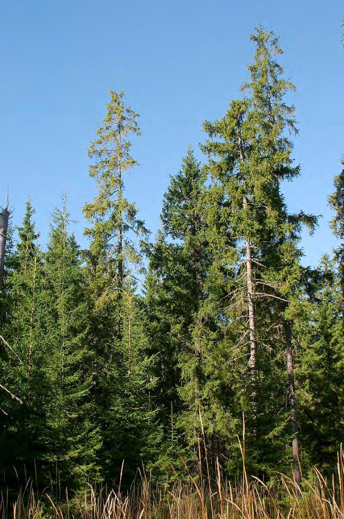 Puiden kasvu- ja elpymiskyky pienten puiden kyky elpyä ja lisätä kasvuaan hakkuun jälkeen on ratkaisevan tärkeää onnistumiselle hyvä