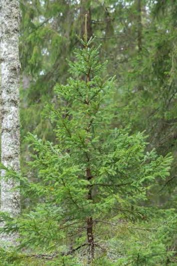 Kasvunopeuden ja tiheyden muutokset alikasvosvaiheen erittäin hidaskasvuinen,