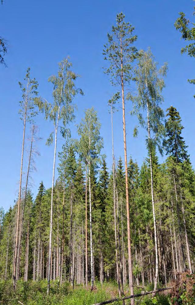 voimakkaalla hakkuulla metsän sisällä normaali poimintahakkuu ja