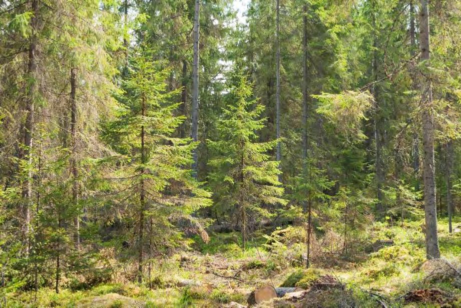 Tavoiterakenne eri-ikäiskuusikossa puita ei kannata kasvattaa suuremmiksi kuin tasaikäisessäkään hakataan harvaksi särkymisvaraa: pieniä puita enemmän kuin isoja mutta paljonko tarvitaan?