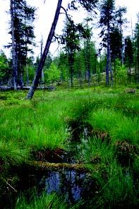 11 turveliejua. Valtaosaa lammen reunuksesta peittää kuitenkin yhtenäinen rahkasammalkasvusto (Spaghnum spp.). Kasvillisuus on selvästi keskimääräistä rehevämpää, johon viittaa mm.