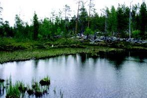 21 Kohde 18. Purnujärven puro GPS: 68 58 743; 28 33 037 Mutkitteleva Purnujärvestä lähtevä puro, jonka varrella paikoitellen hyvinkin rehevät suomaiset alueet ja kivikot vuorottelevat.