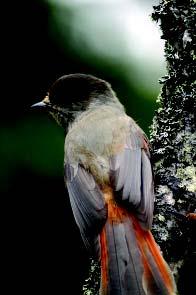 4.3 Linnustoselvitys Hankkeeseen liittyvän linnustoselvityksen ensisijaisena tarkoituksena oli selvittää mahdollisen uhanalaisen lintulajiston sijoittuminen inventointialueelle.